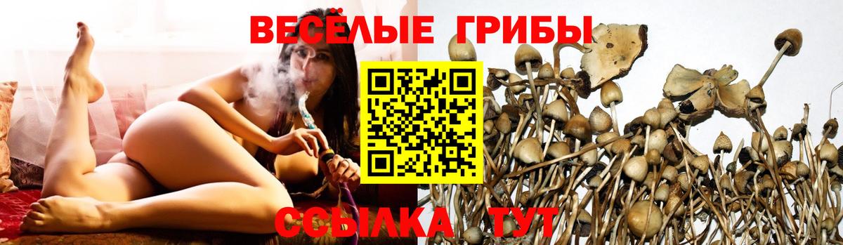 Псилоцибиновые грибы Psilocybine cubensis Ликино-Дулёво